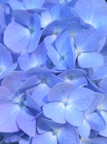 Hortensia