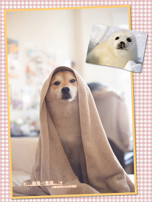 廚房一隻柴-小海豹 柴犬卡米