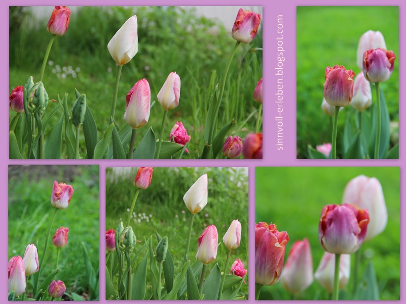 Sinnvoll Erleben Sinnvoller Leben Tulpen Im Garten