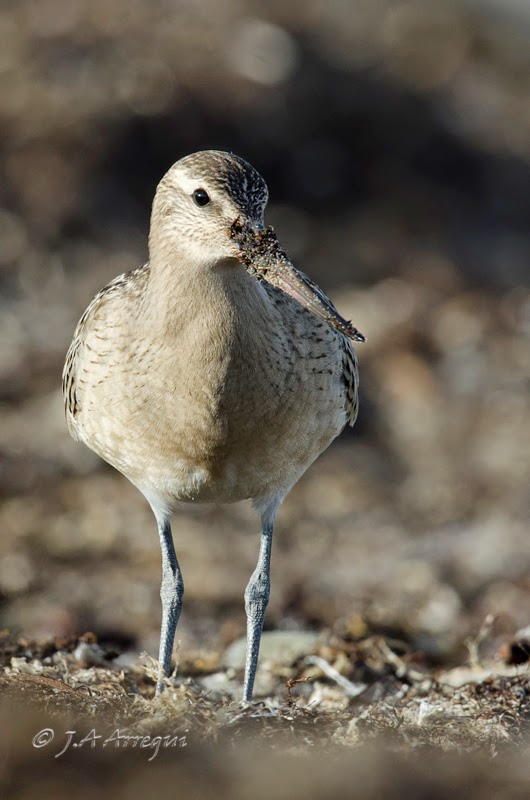Aguja colipinta, Limosa lapponica, Bar-tailed Godwit Aguja colipinta, Limosa lapponica, Bar-tailed Godwit