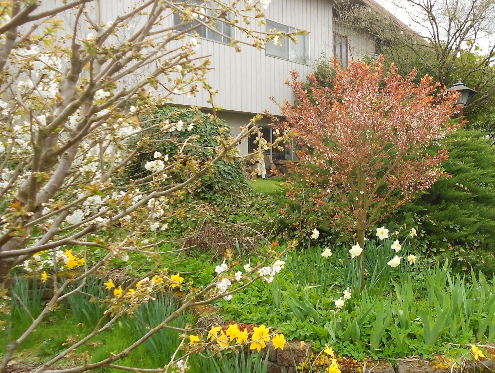 Growing Greener in the Pacific Northwest Fruit trees in bloom.