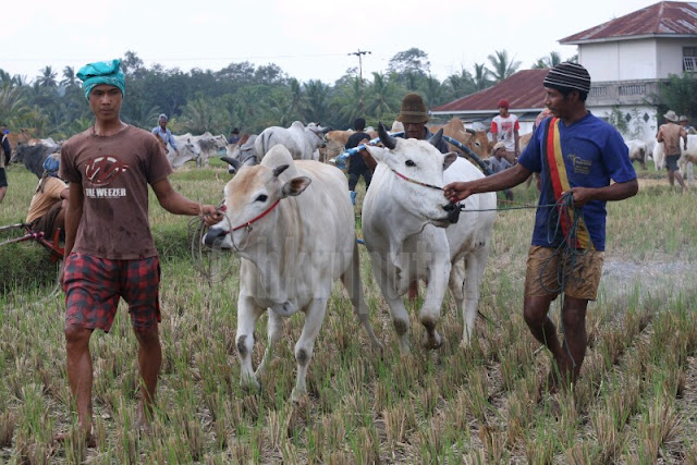 Persiapan sebelum berpacu