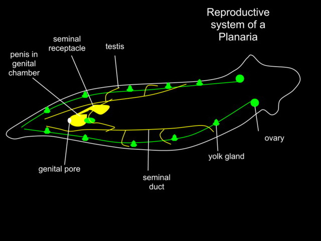 Cacing planaria berkembang biak dengan cara