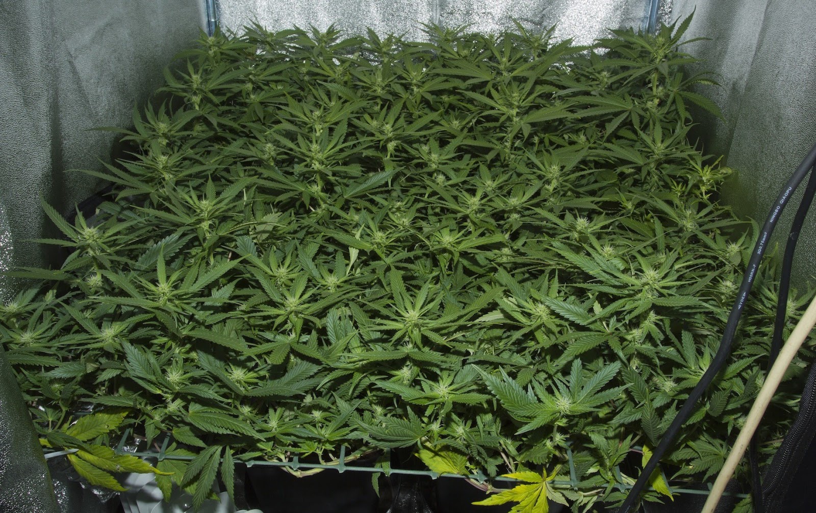 GROW TIP The "Sea of Green" Technique by Ben Horner Michigan