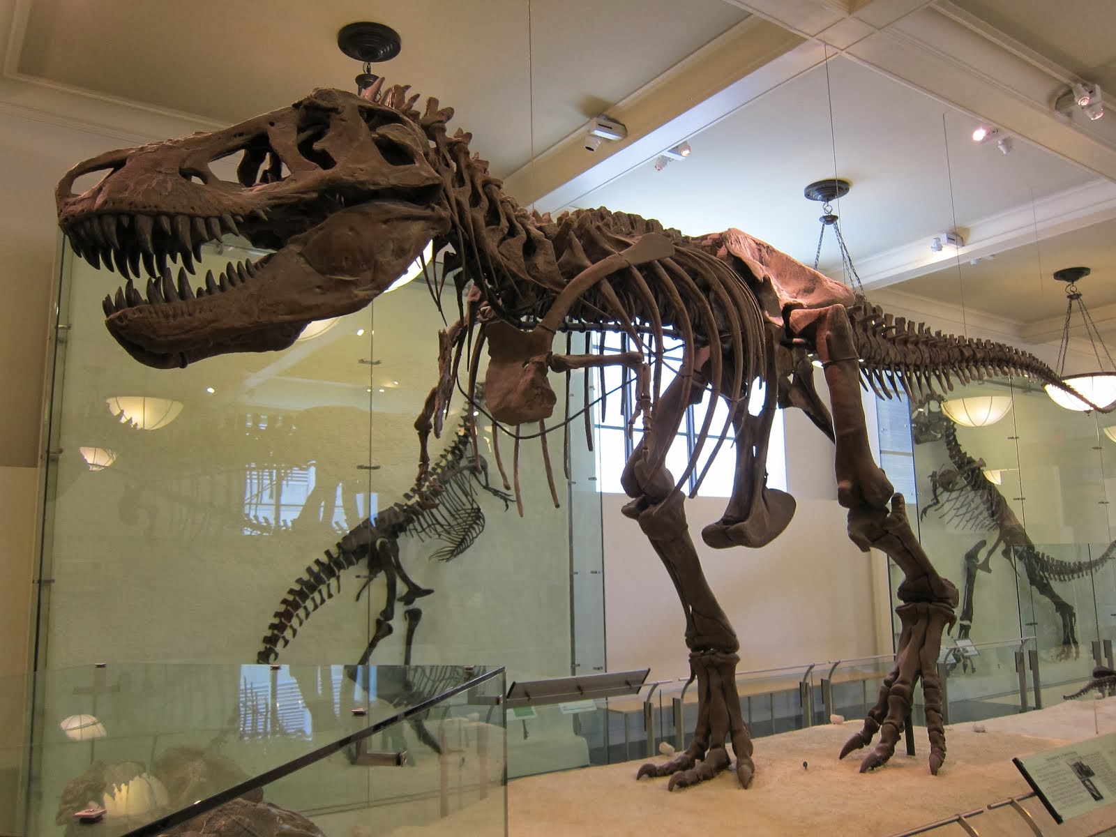 T. Rex at the AMNH