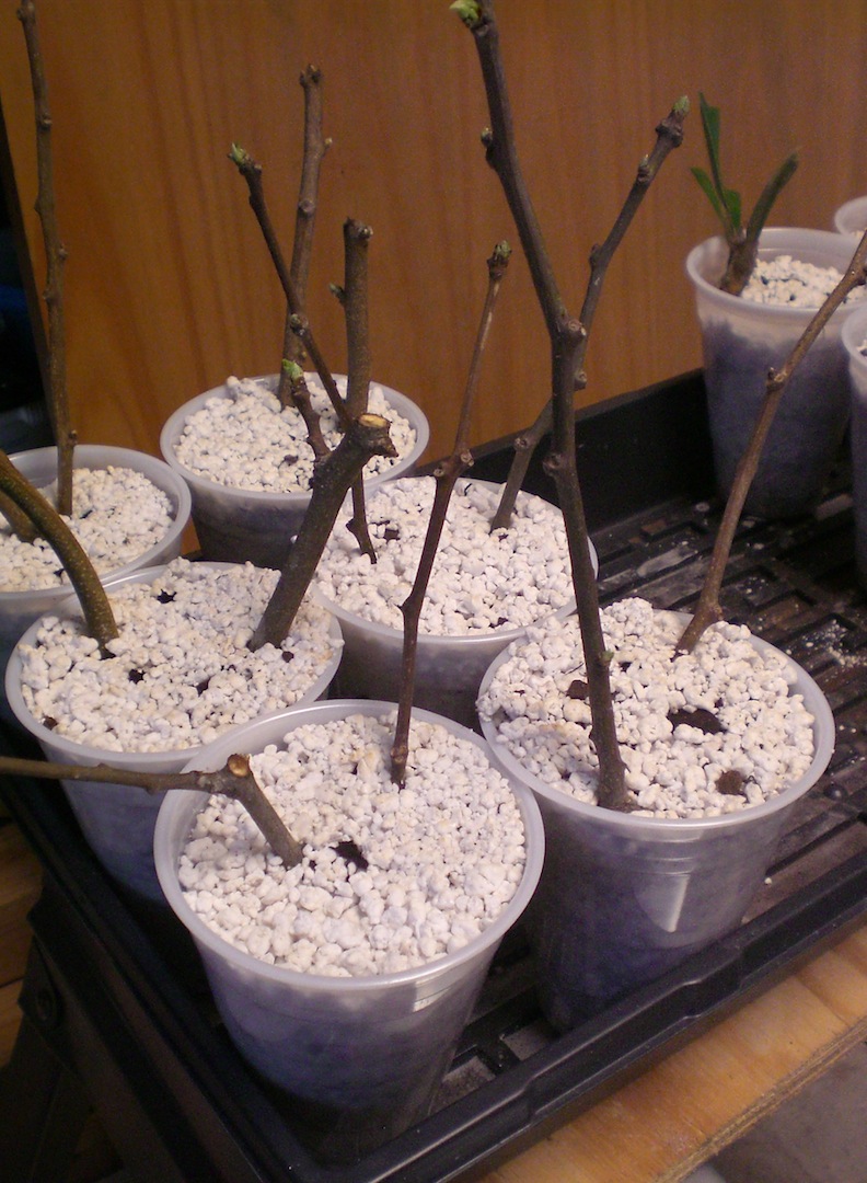 Japanese Maple Tree Progagation