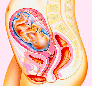 25th week of pregnancy your uterus is about the size of a soccer uterus size by week
