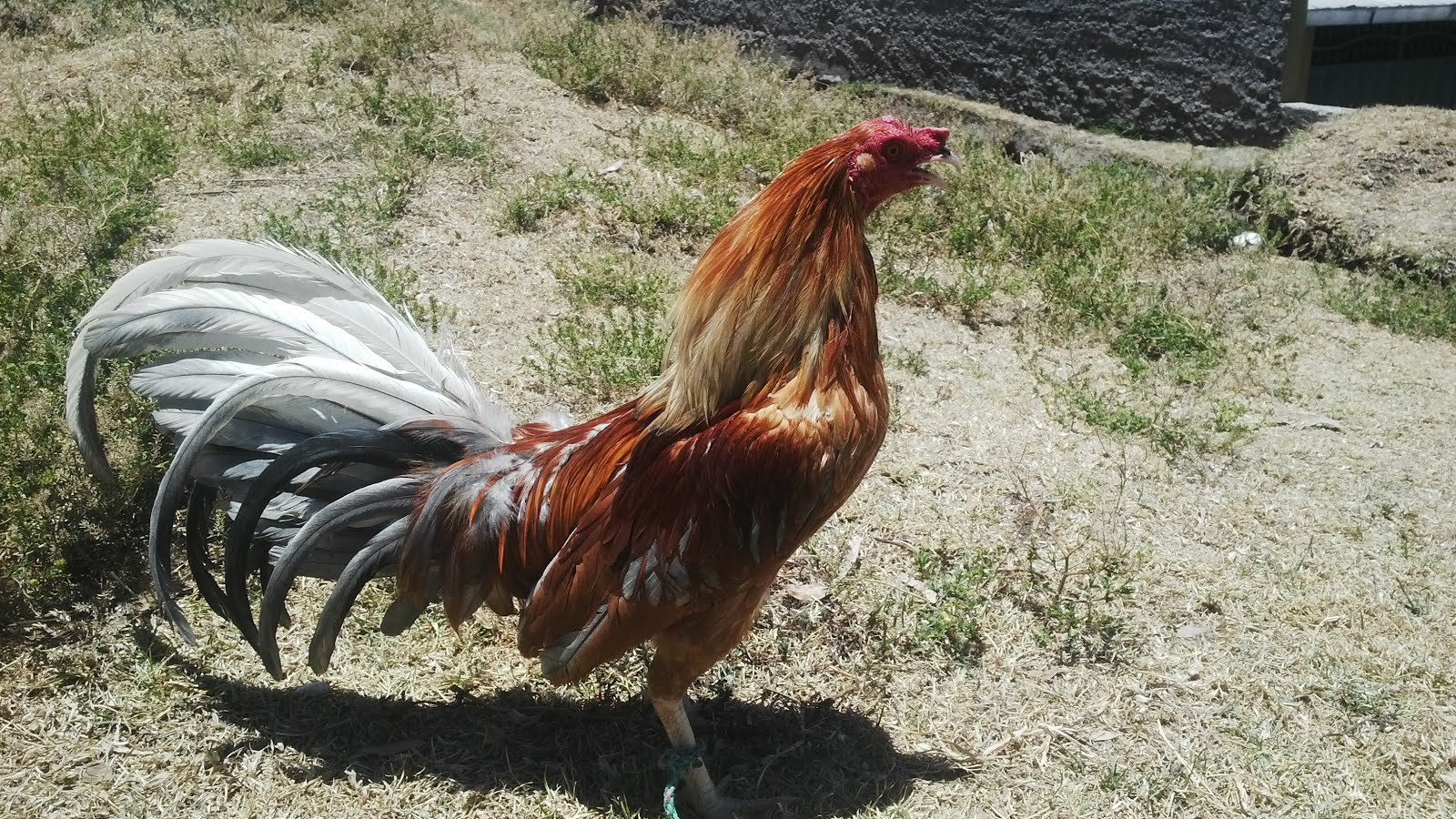 GALLO CANELO ALEGRÍA GONZÁLEZ