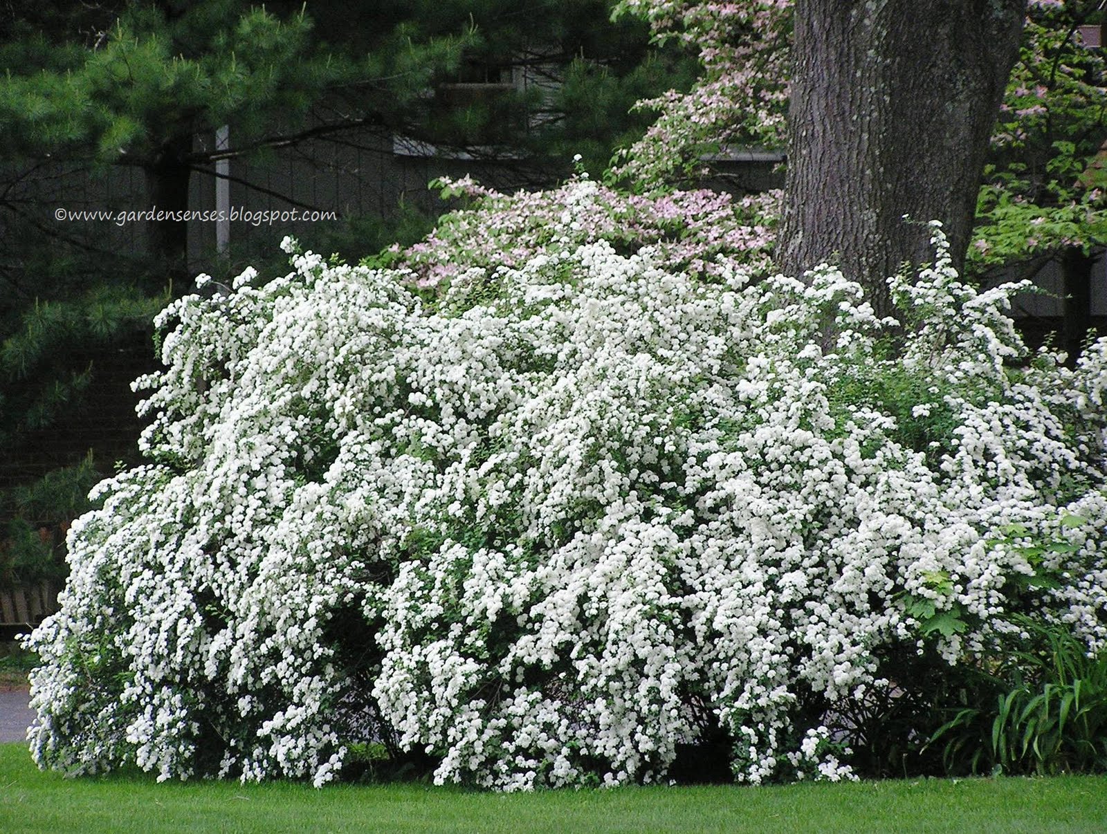 Gardening With Grace