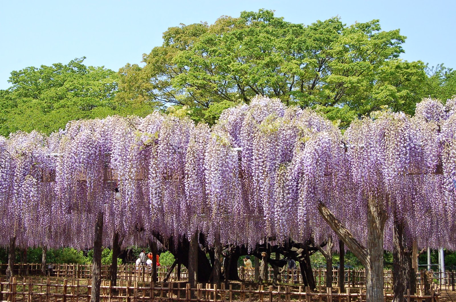 Image result for 玉敷神社のフジ
