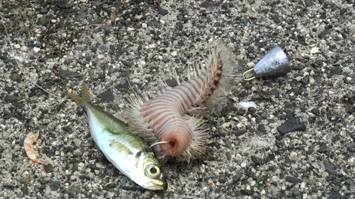 Real Monstrosities Fish to Catch Worms