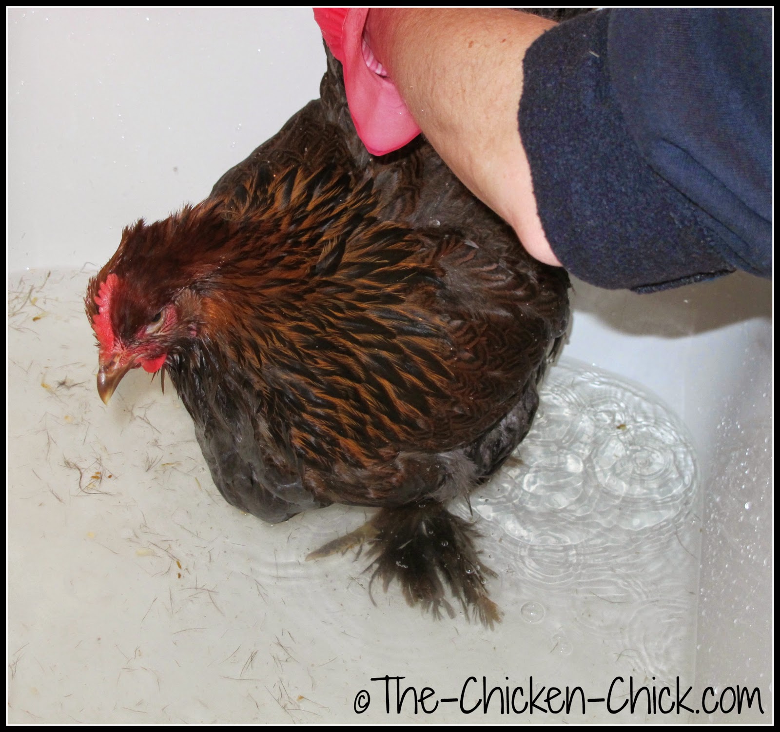 Flystrike in Backyard Chickens, Causes, Prevention & Treatment The