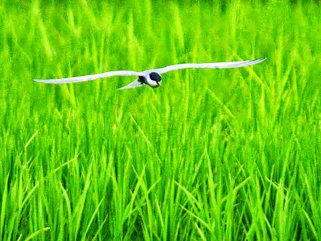 bird, tern, flight, rice field