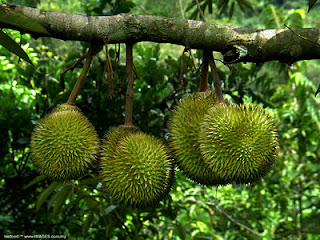 Manfaat Daun Durian