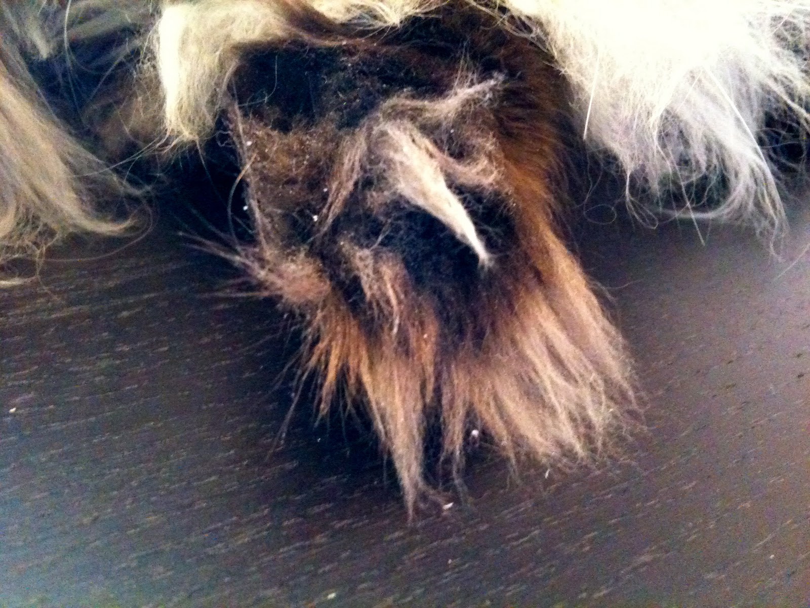 Kitten the Cat A Paw Problem