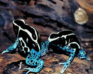 Funny Poison Dart Frog