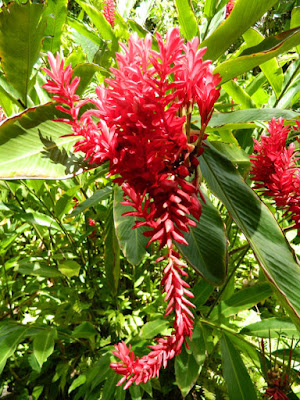 Alpinia purpurata Red ginger at Diamond Botanical Gardens Soufriere St. Lucia by garden muses-not another Toronto gardening blog