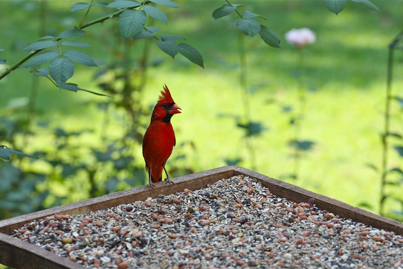 Sweet Southern Days Tallahassee Wildlife