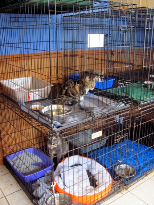 Pony Express Kennels Boarding