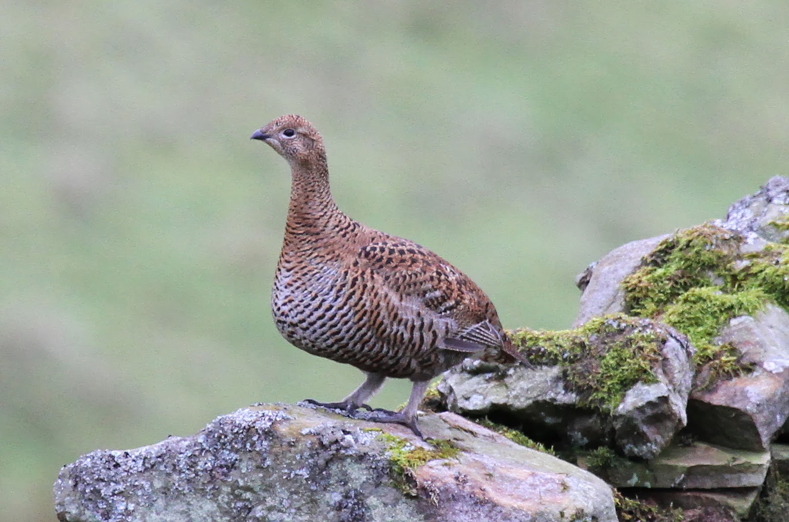 lapland 10 Black Grouse in a Hawthorn Bush and a Raven on the road.