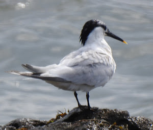 Filey 26/07/19