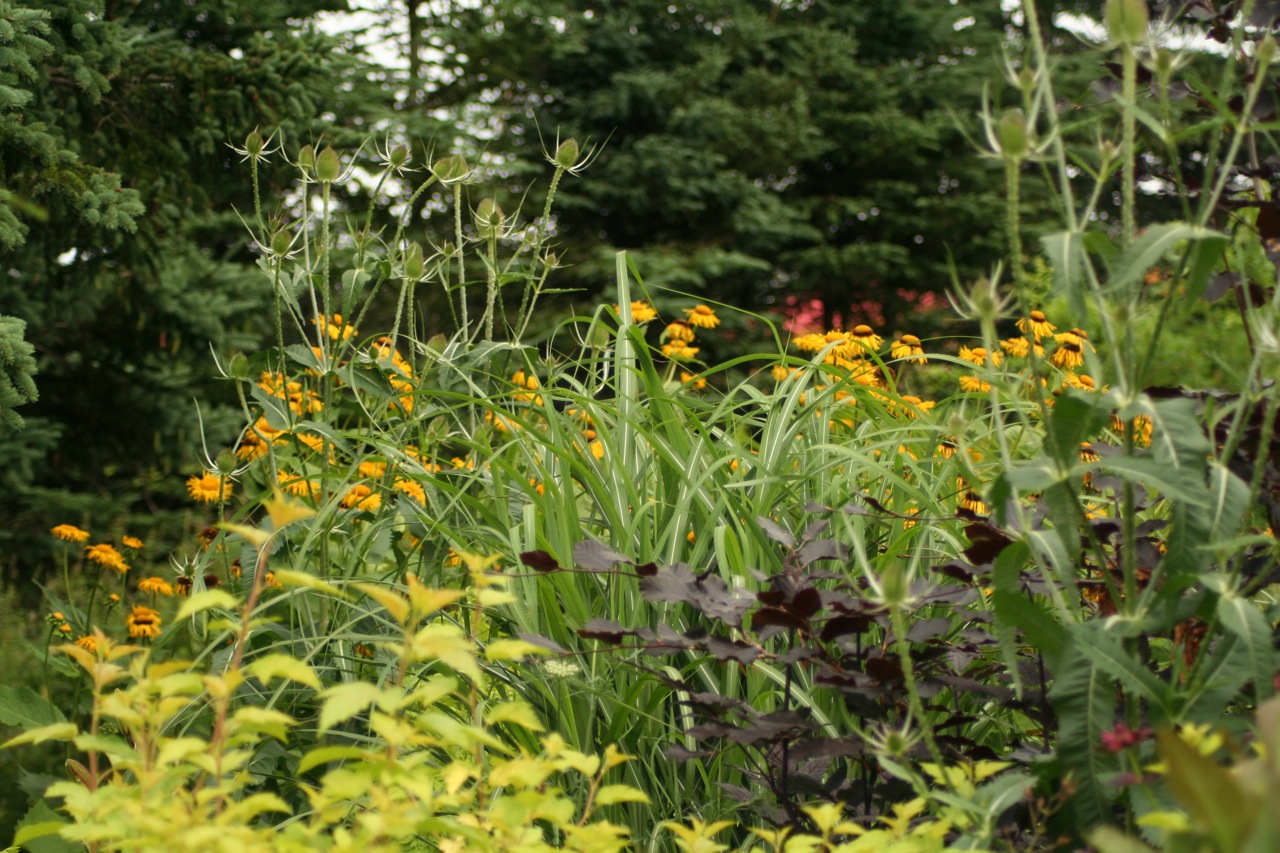 Bloomingwriter Gardening in Nova Scotia No time for my blog, I am too