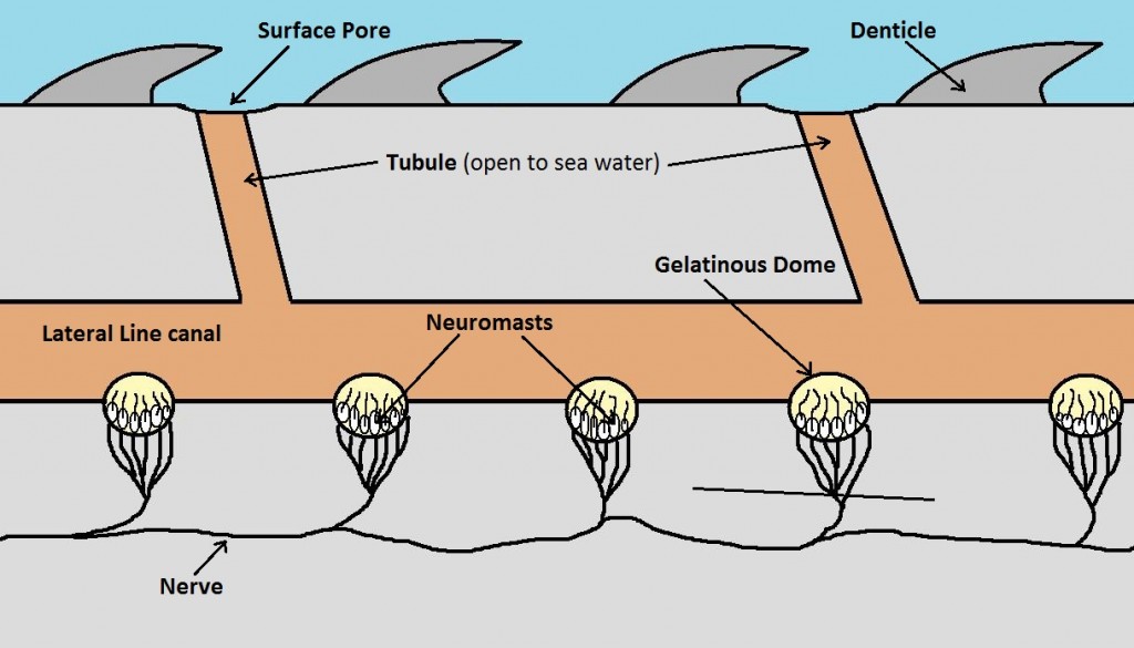 Why Sharks Are AWESOME! Science in the City