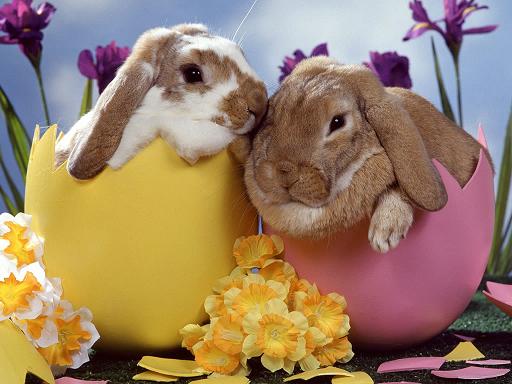 cute easter bunnies to color. pictures of easter bunnies to color. cute easter bunnies to color.