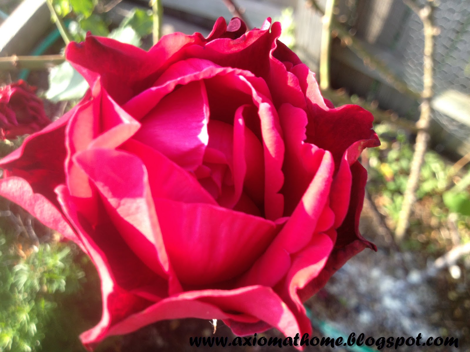 Axiom At Home Natural Treatments for Black Spot (on Roses)