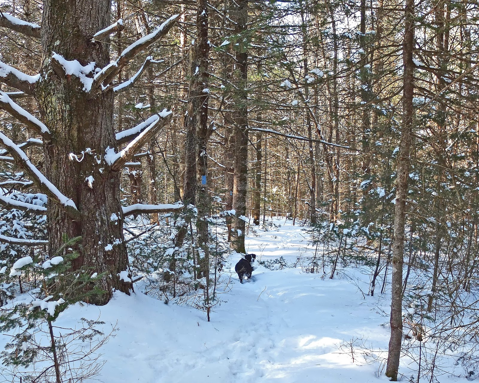 Hiking in Maine with Kelley 2/9/14 Frye Mountain Trail