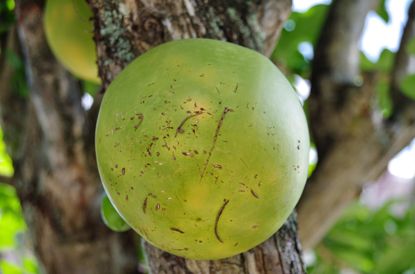 Trees and Plants Calabash Tree
