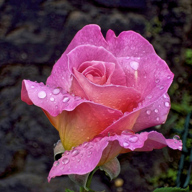 Fascinating Flowers Monday October 26 2017