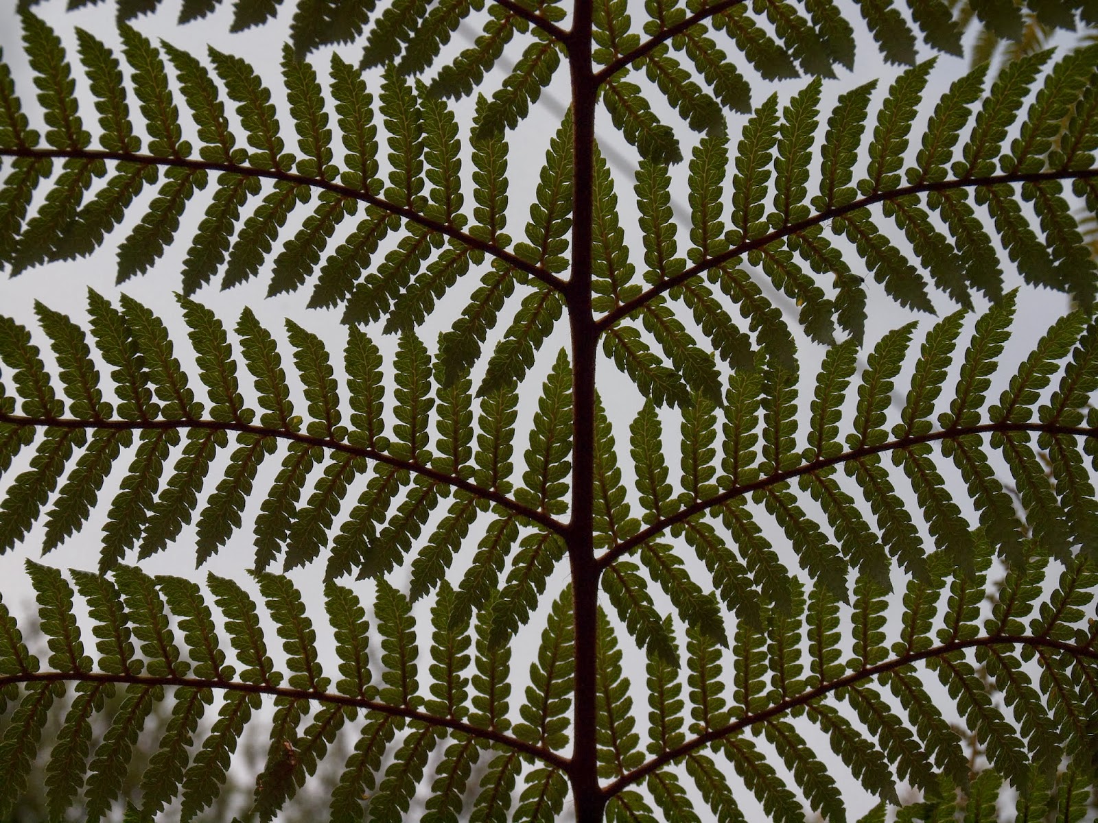 dem mutigen gehört die welt Der Silberfarn die Nationalpflanze