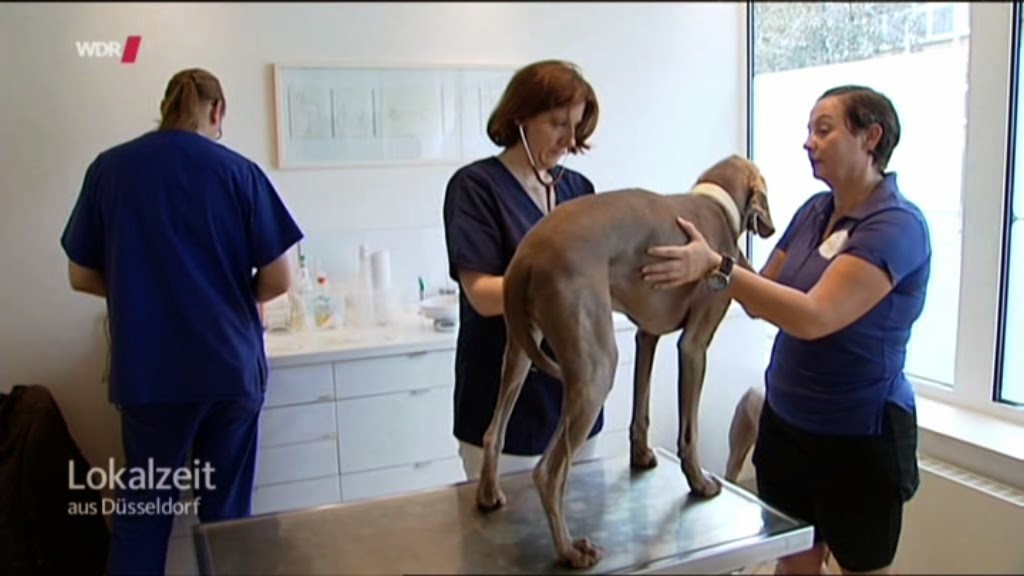 Dalmatiner Lilly Testet Fur Hundhochdrei Die Faltbare Maelson Soft