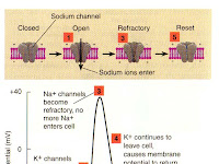Action Potential Diagram Action Potential Diagram