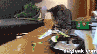 Funny cats - part 129 (40 pics + 10 gifs), cat gif, funny gif