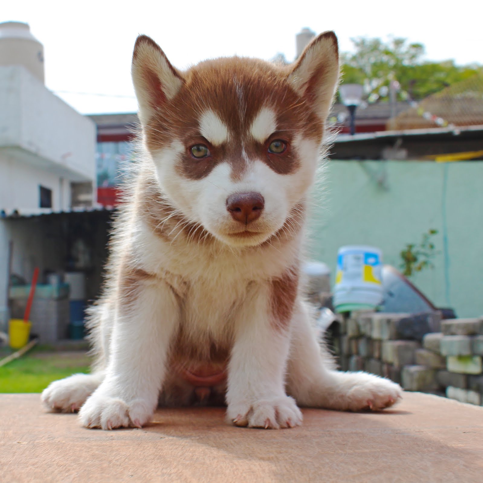 Huskies Ortiz: Husky Siberiano: Hembra Color Rojo
