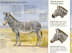 ZEBRA :