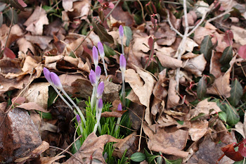 First Bloom 2012