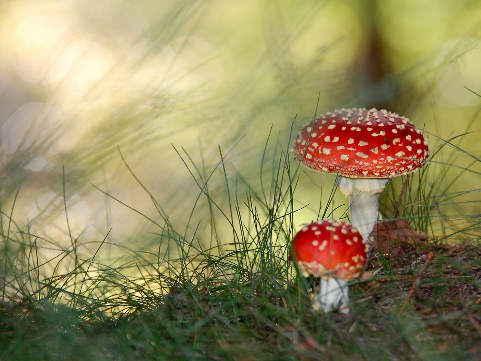 HD Wallpapers: Mushroom wallpapers hd