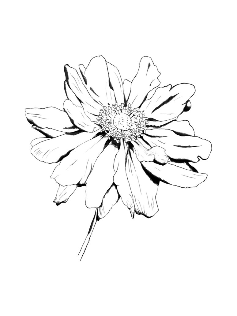 Black And White Line Drawing Flowers : Sparet er tjent blomster tegninger lær at tegne