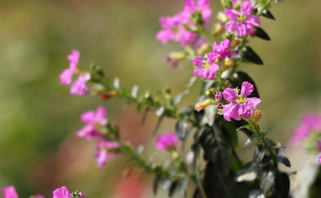Mexican Heather Flowers Pictures