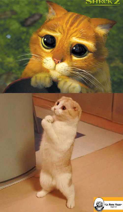 Ua Vi Gato De Botas Agora Galinha De Melissa Ea Primeira Vez So