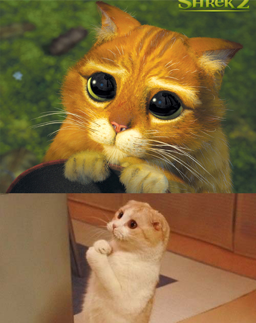 Le Meme House~: O Gato de Botas do Shrek Existe