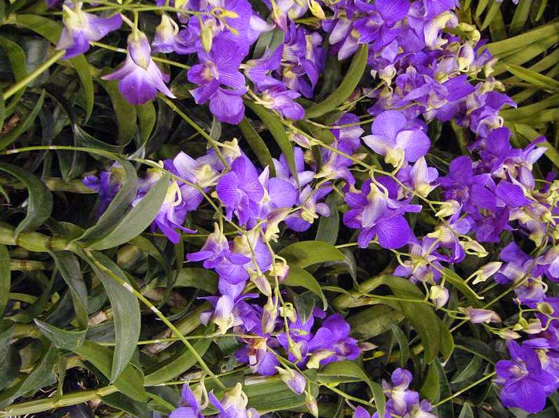 Blue Vanda Orchids in Jatinga