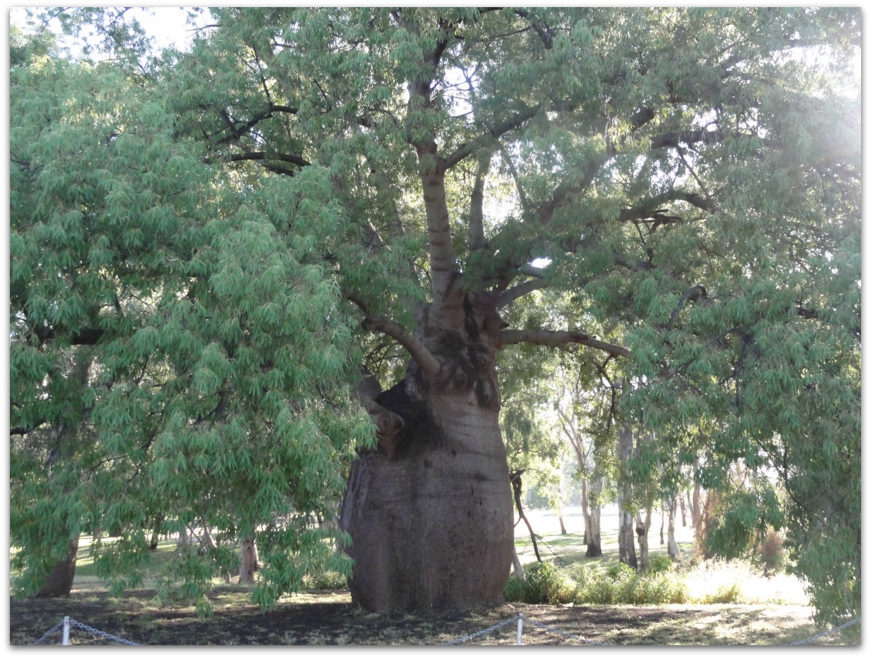 Snap Happy Online Destination Roma, Qld, and the big Bottle Tree