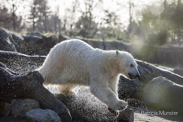 Todz, the polar bear