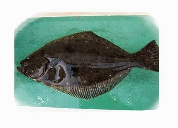 メバルを釣りたい ヒラメを狙う メバルを釣りたい ヒラメを狙う