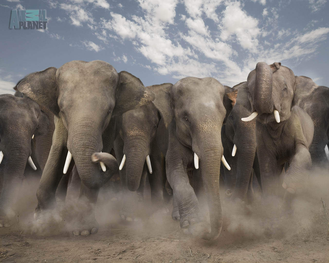 http://2.bp.blogspot.com/-mIENab_f_Qc/TdELfaoyQWI/AAAAAAAAAUw/QaXx68Rkoq4/s1600/elephant-wallpaper.jpg