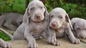 Weimaraner – História da Raça